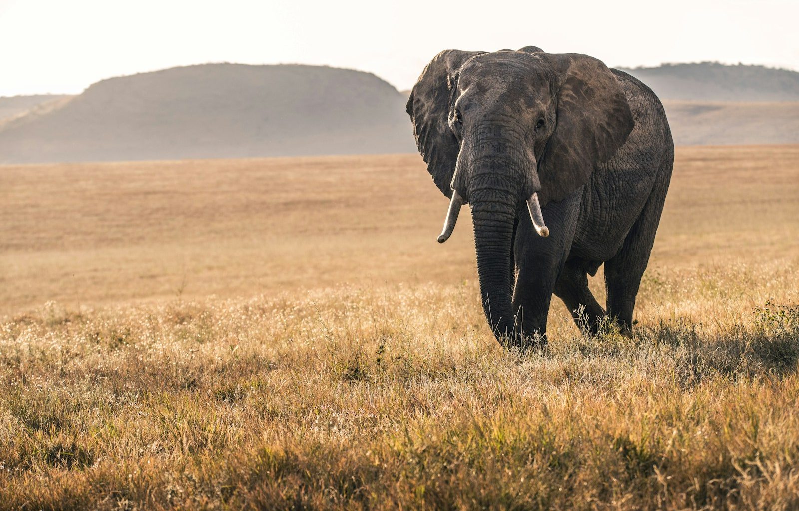 elephant on grass during daytime