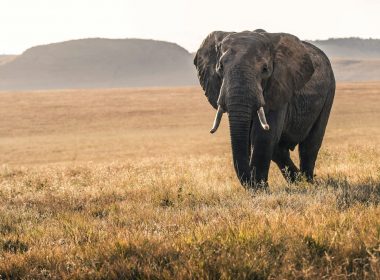 elephant on grass during daytime