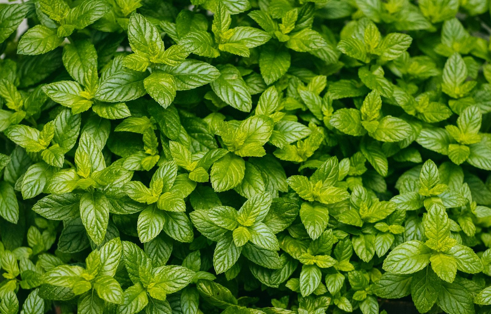 a close up of a plant with green leaves