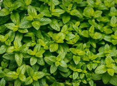 a close up of a plant with green leaves