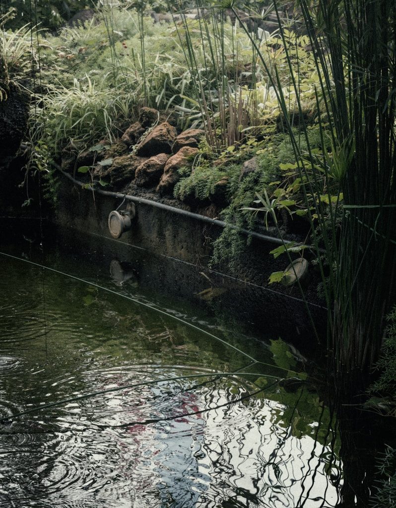 a pond with water and plants in it