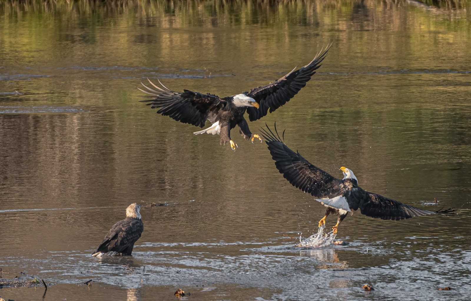 black and white eagle flying over body of water during daytime
