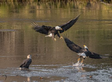 black and white eagle flying over body of water during daytime