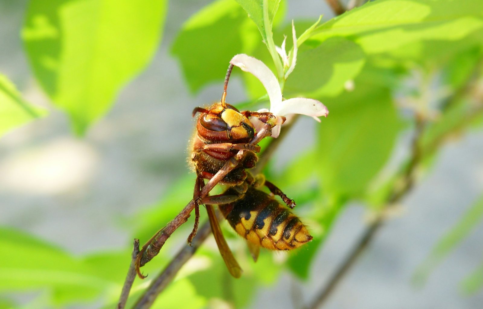 yellow and black bee perching on flower