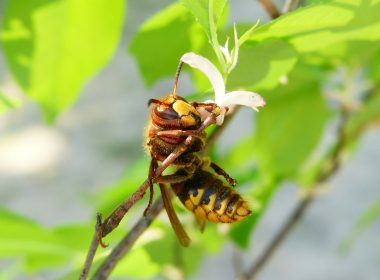 yellow and black bee perching on flower
