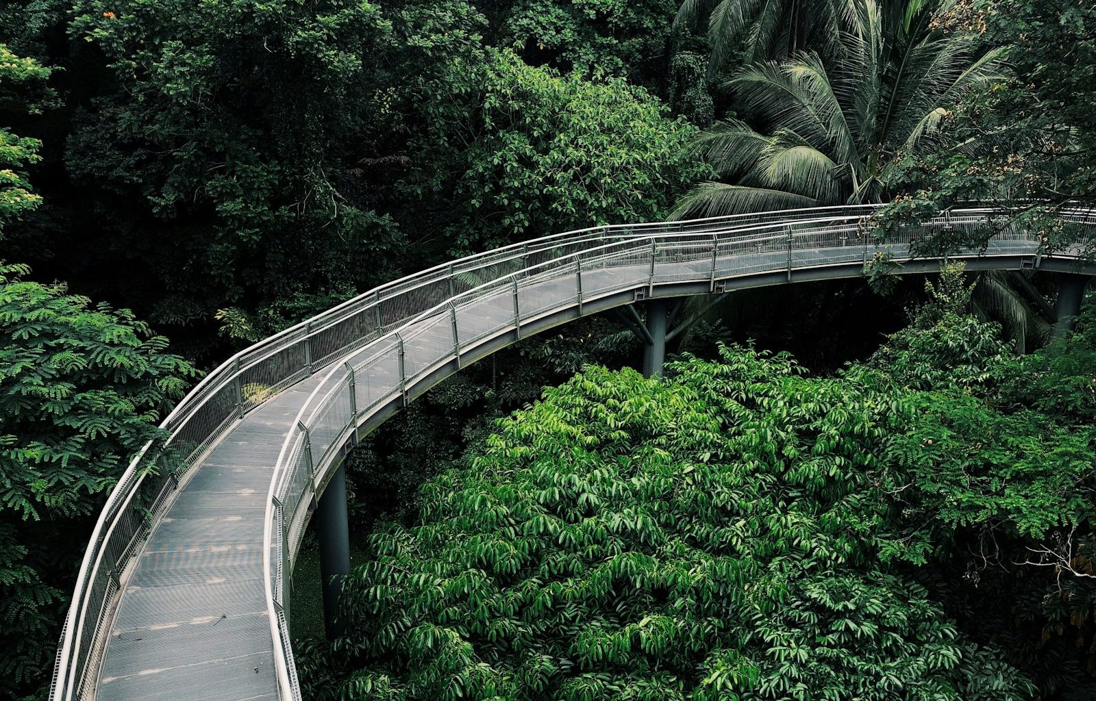 bridge above trees