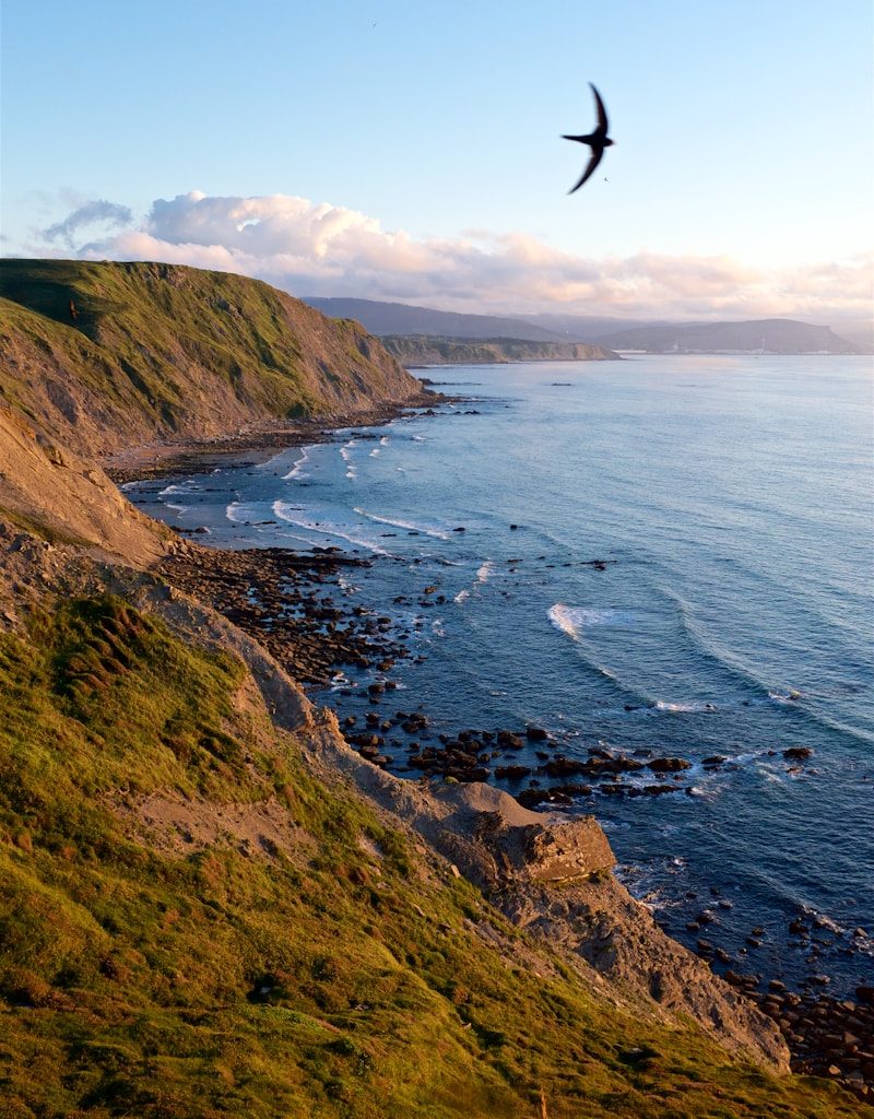 black bird flying on sky