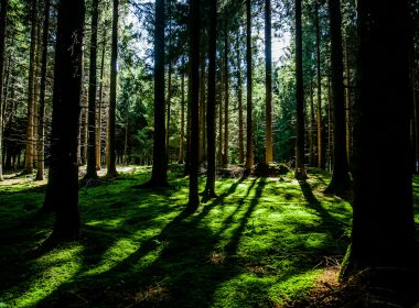 landscape photography of green forest