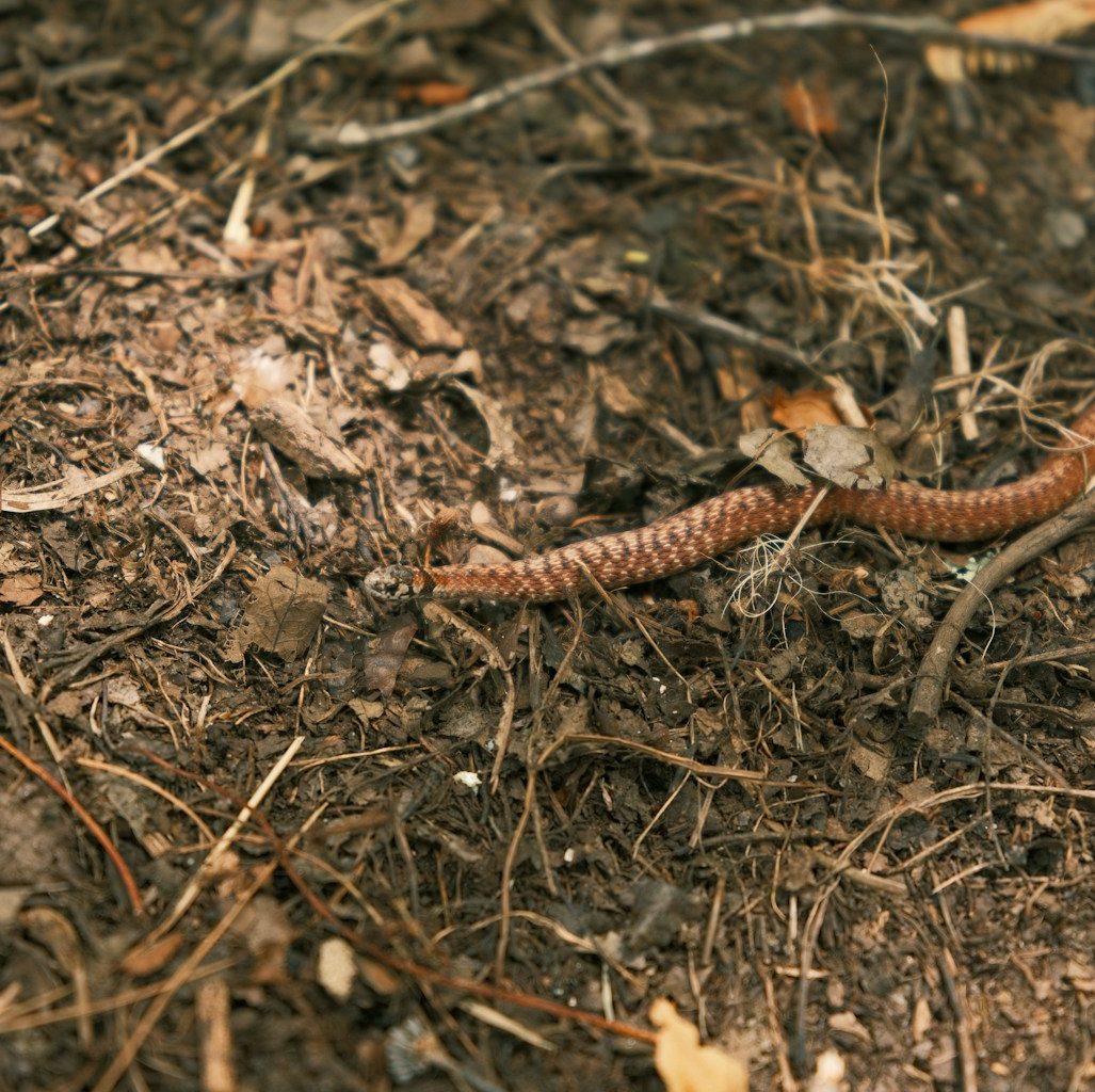 a close up of a reptile