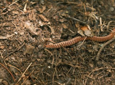 a close up of a reptile