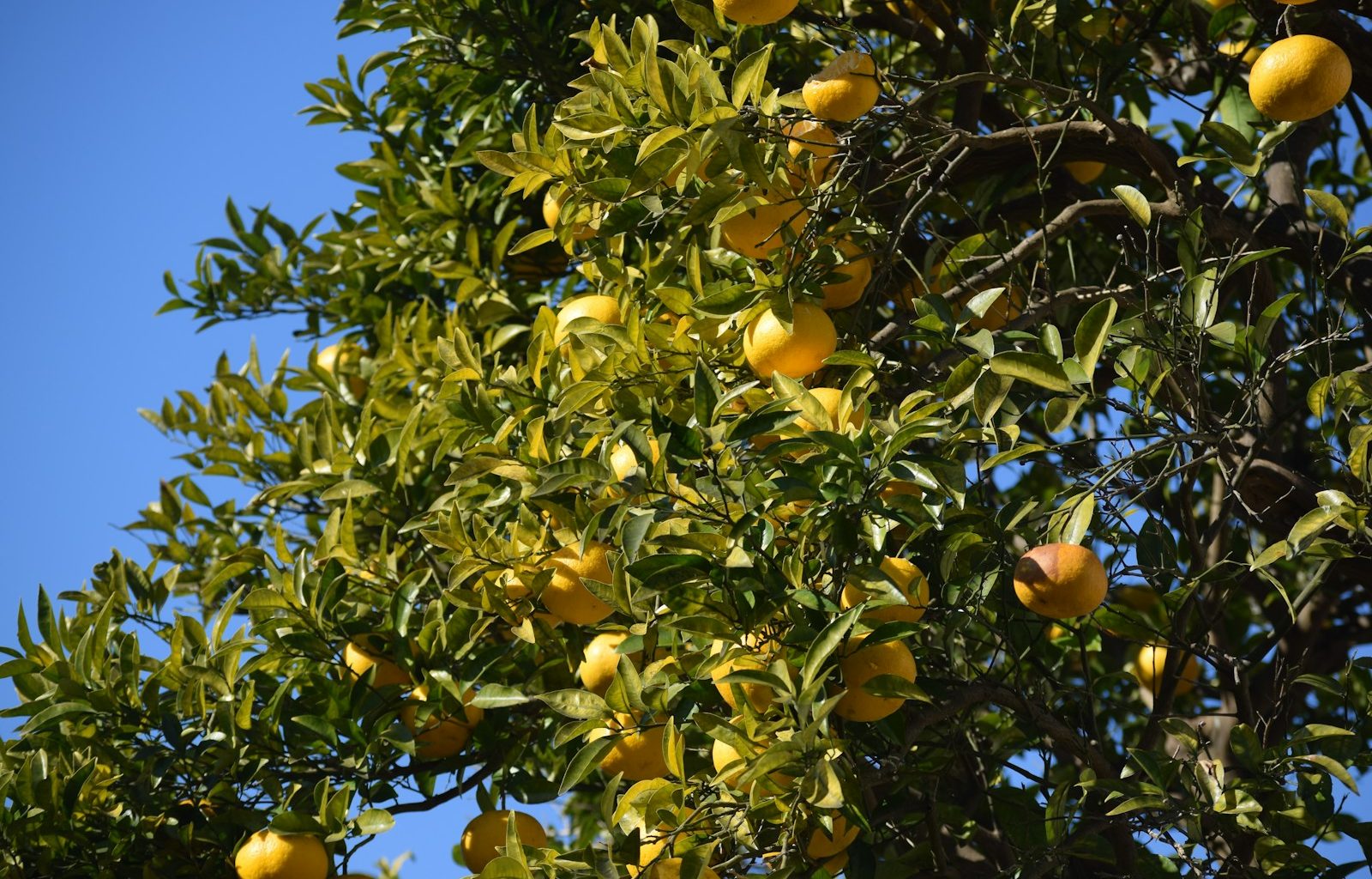 a tree filled with lots of oranges under a blue sky