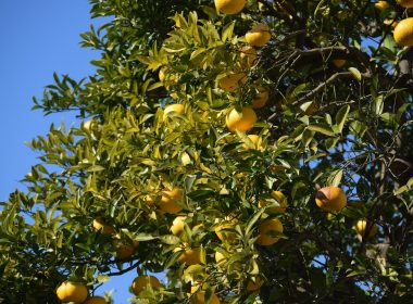 a tree filled with lots of oranges under a blue sky