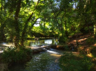 green trees beside river during daytime