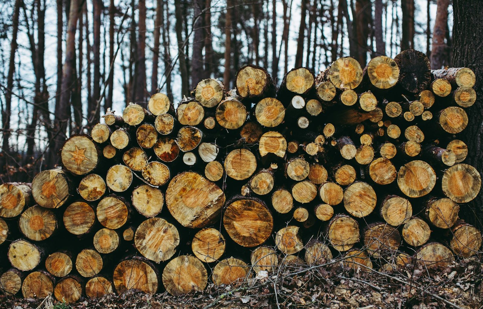 brown tree logs on forest during daytime