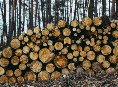 brown tree logs on forest during daytime