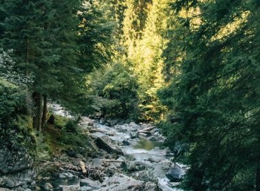 green trees beside river during daytime