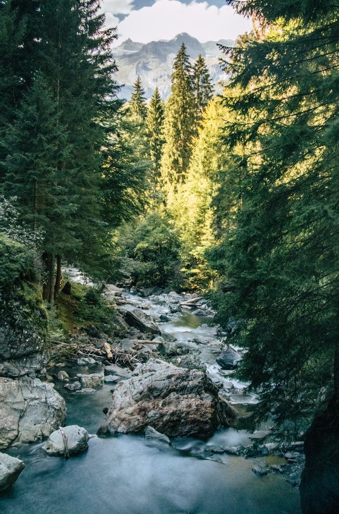 green trees beside river during daytime