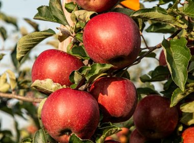 red apple fruit photograph