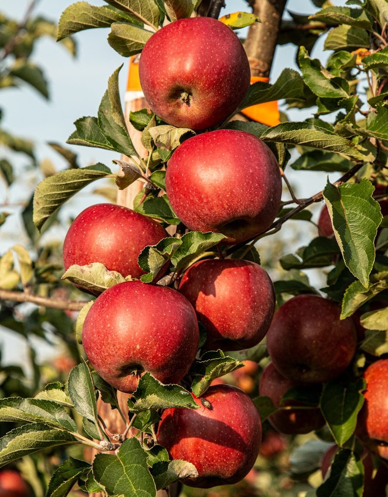 red apple fruit photograph