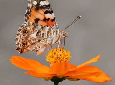 selective focus photography of butterfly on orange petaled flower