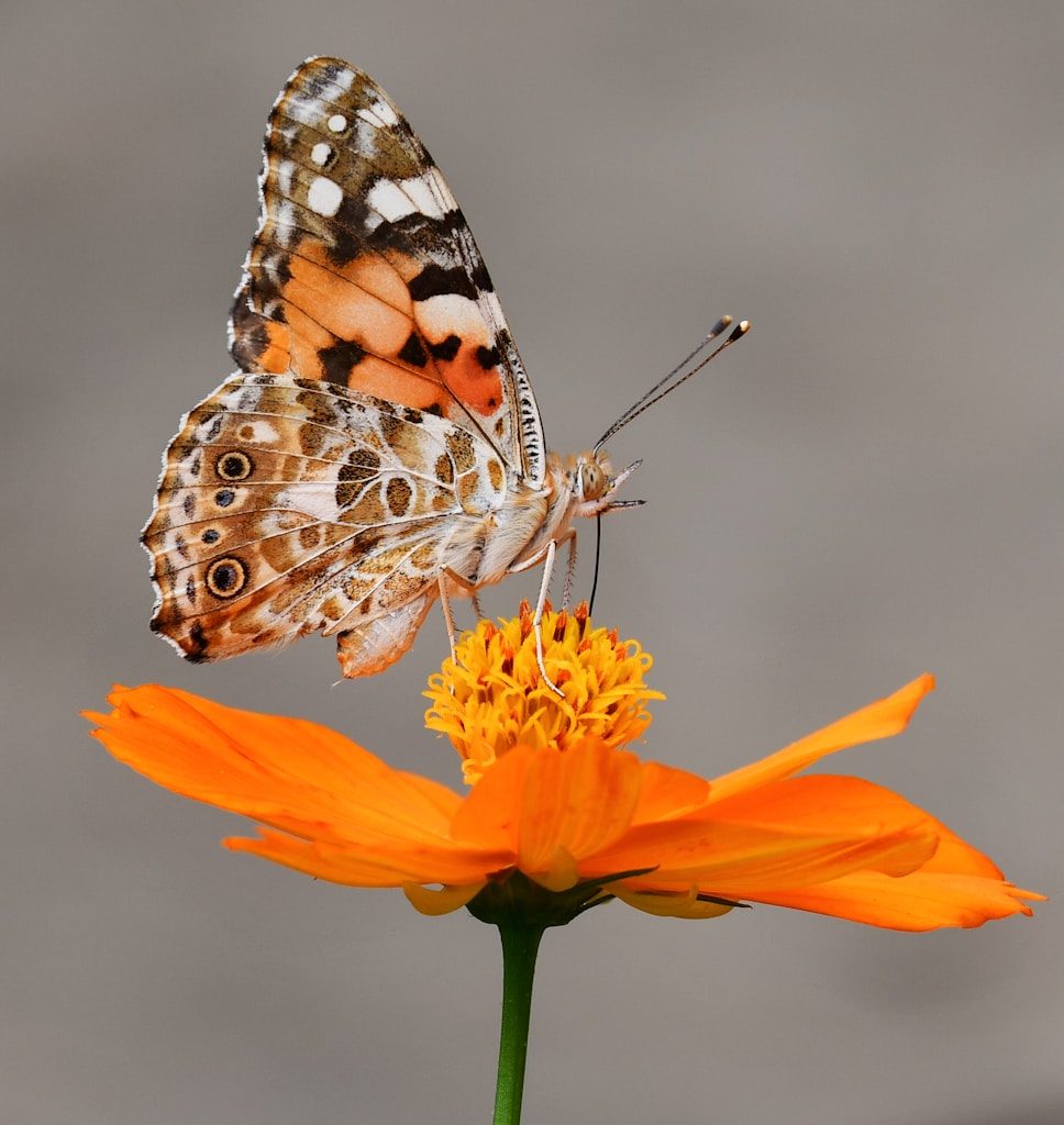 selective focus photography of butterfly on orange petaled flower