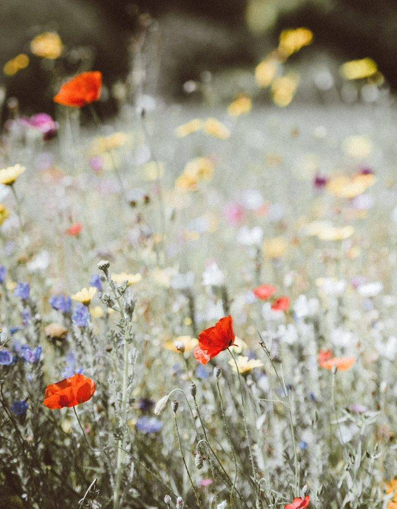 selective focus photography of red petaled flower