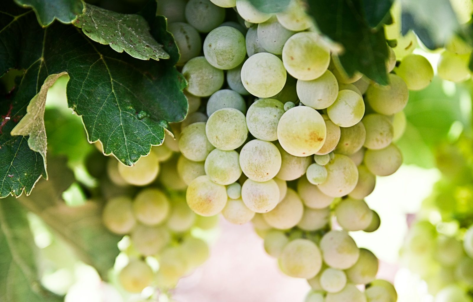 selective-focus photography of green grapes