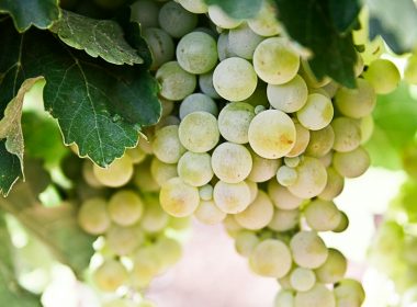 selective-focus photography of green grapes
