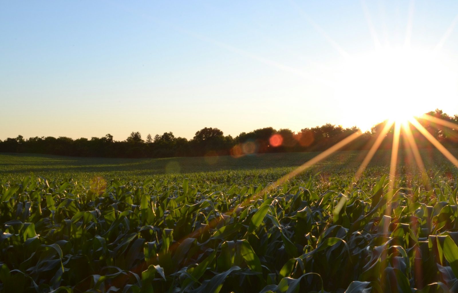 corn field under clear sky