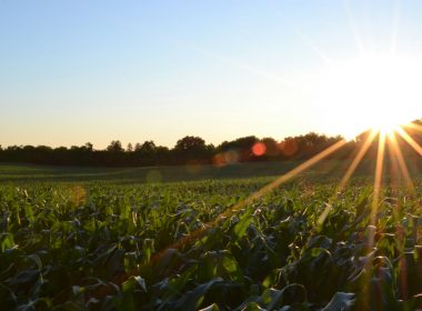 corn field under clear sky