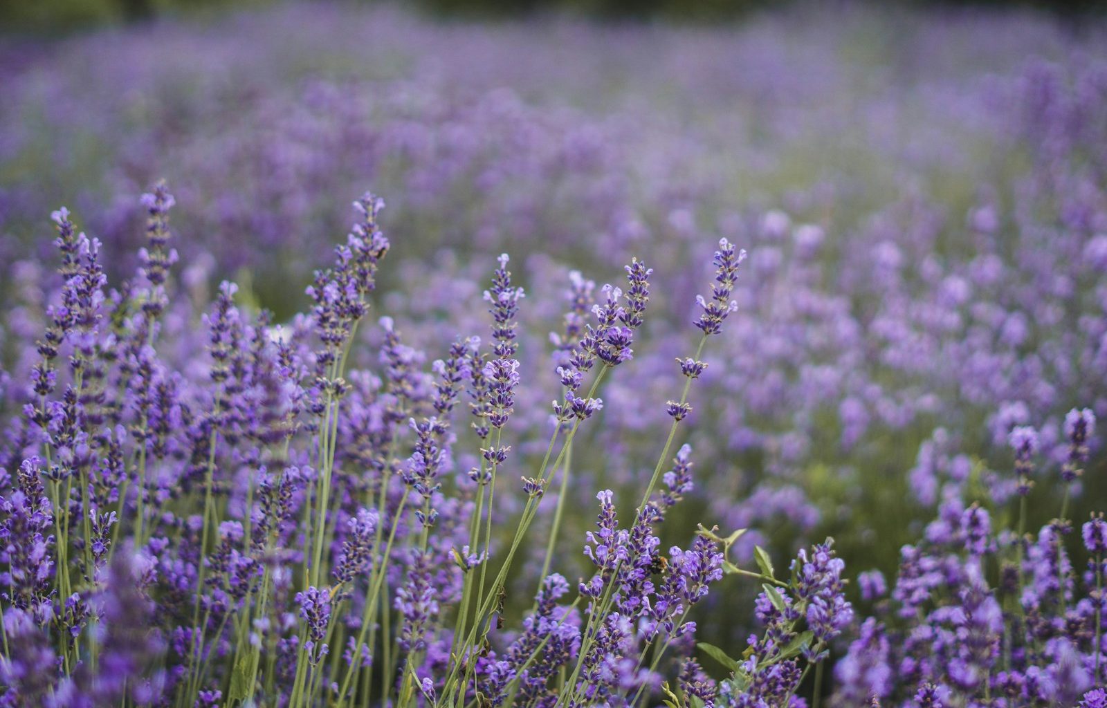 purple flower field during daytime
