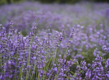 purple flower field during daytime