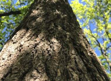 a tall tree with lots of green leaves