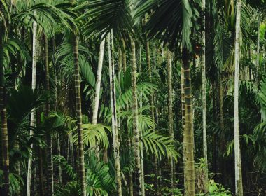 green leafed trees