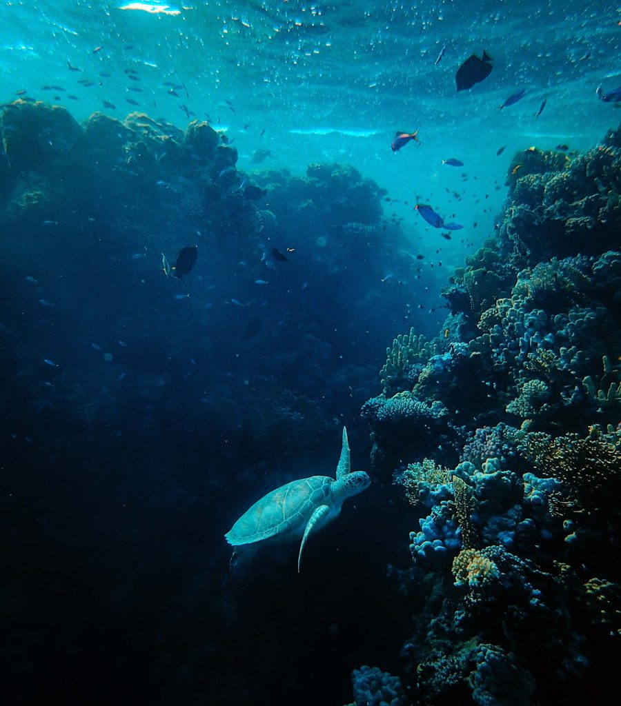 gray turtle