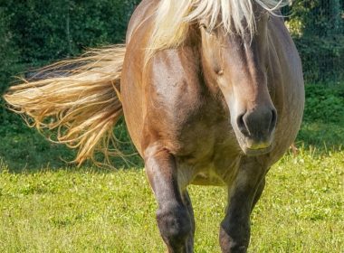 A brown horse walking across a lush green field