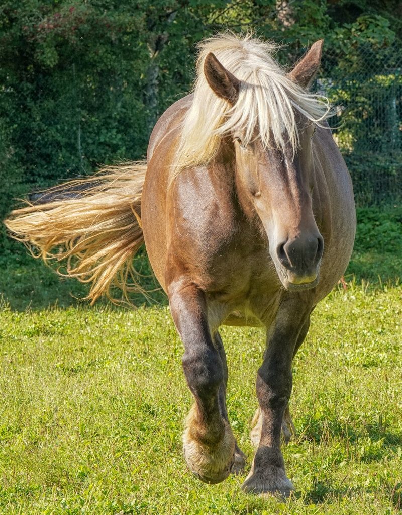 A brown horse walking across a lush green field
