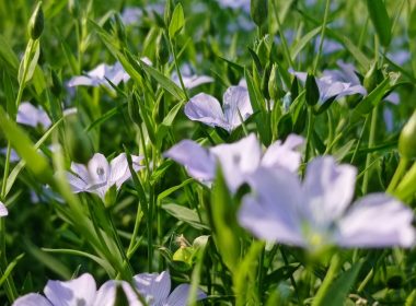 a bunch of purple flowers that are in the grass