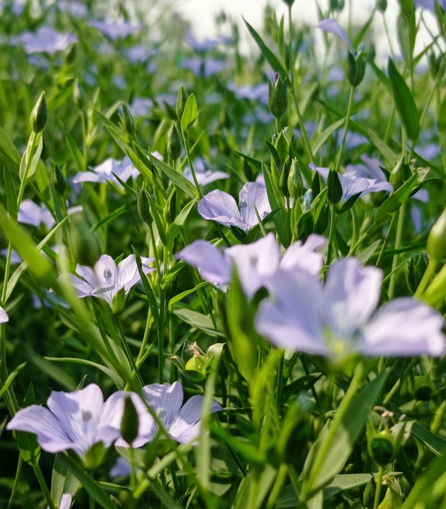 a bunch of purple flowers that are in the grass