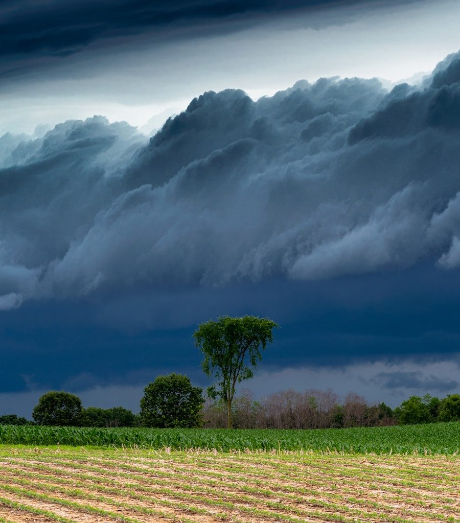 green grass under white clouds