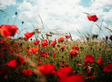 closeup photo of red petaled flower field under white clouds