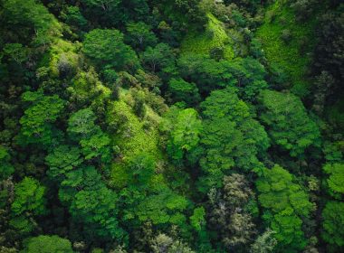 aerial photography of trees on mountain