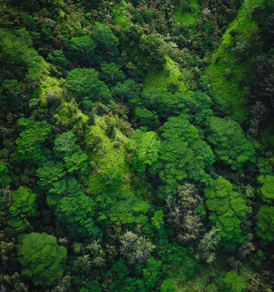 aerial photography of trees on mountain