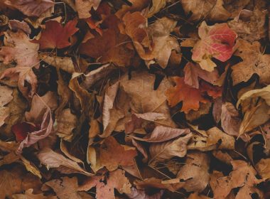 red and brown leaves on ground