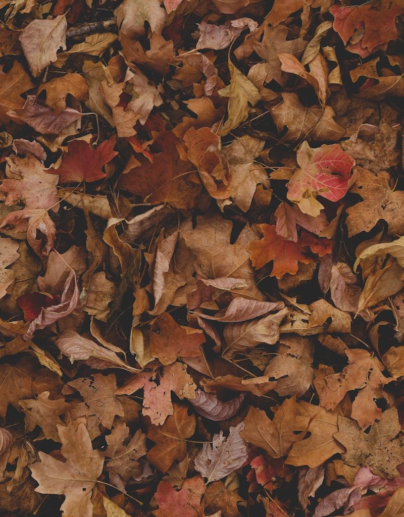 red and brown leaves on ground