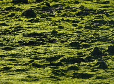 a bird standing on top of a lush green field