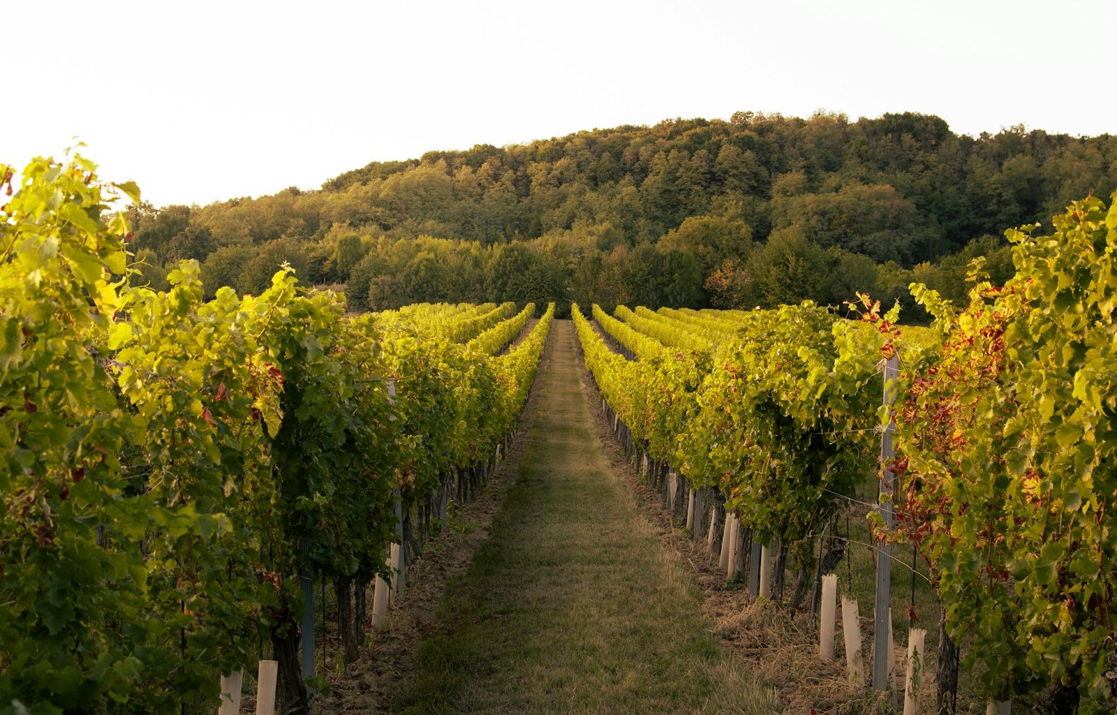 a vineyard with rows of vines and trees in the background