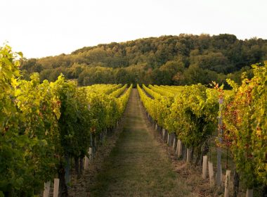 a vineyard with rows of vines and trees in the background