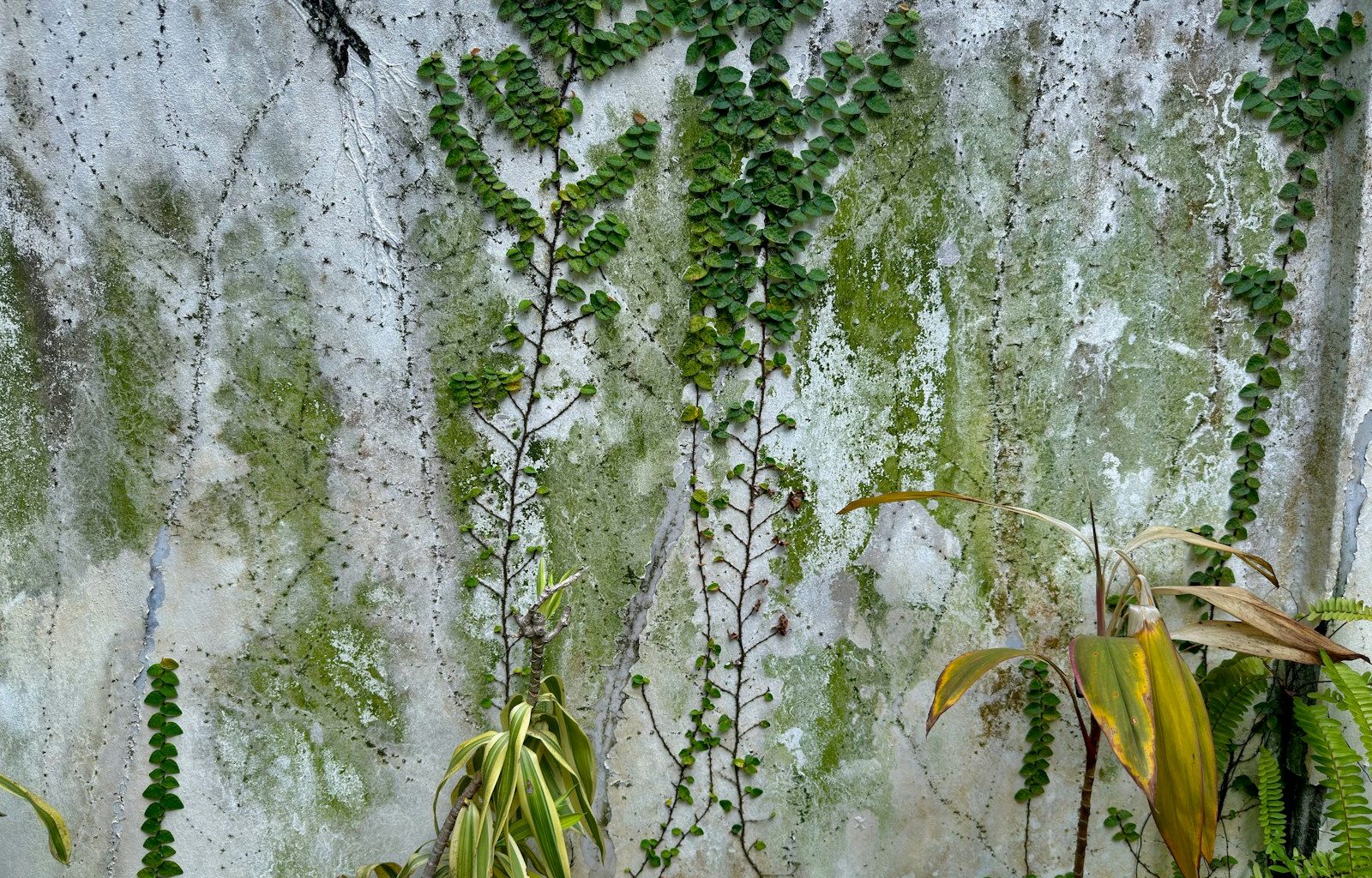 a wall covered in green plants next to a cement wall