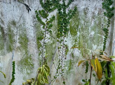 a wall covered in green plants next to a cement wall